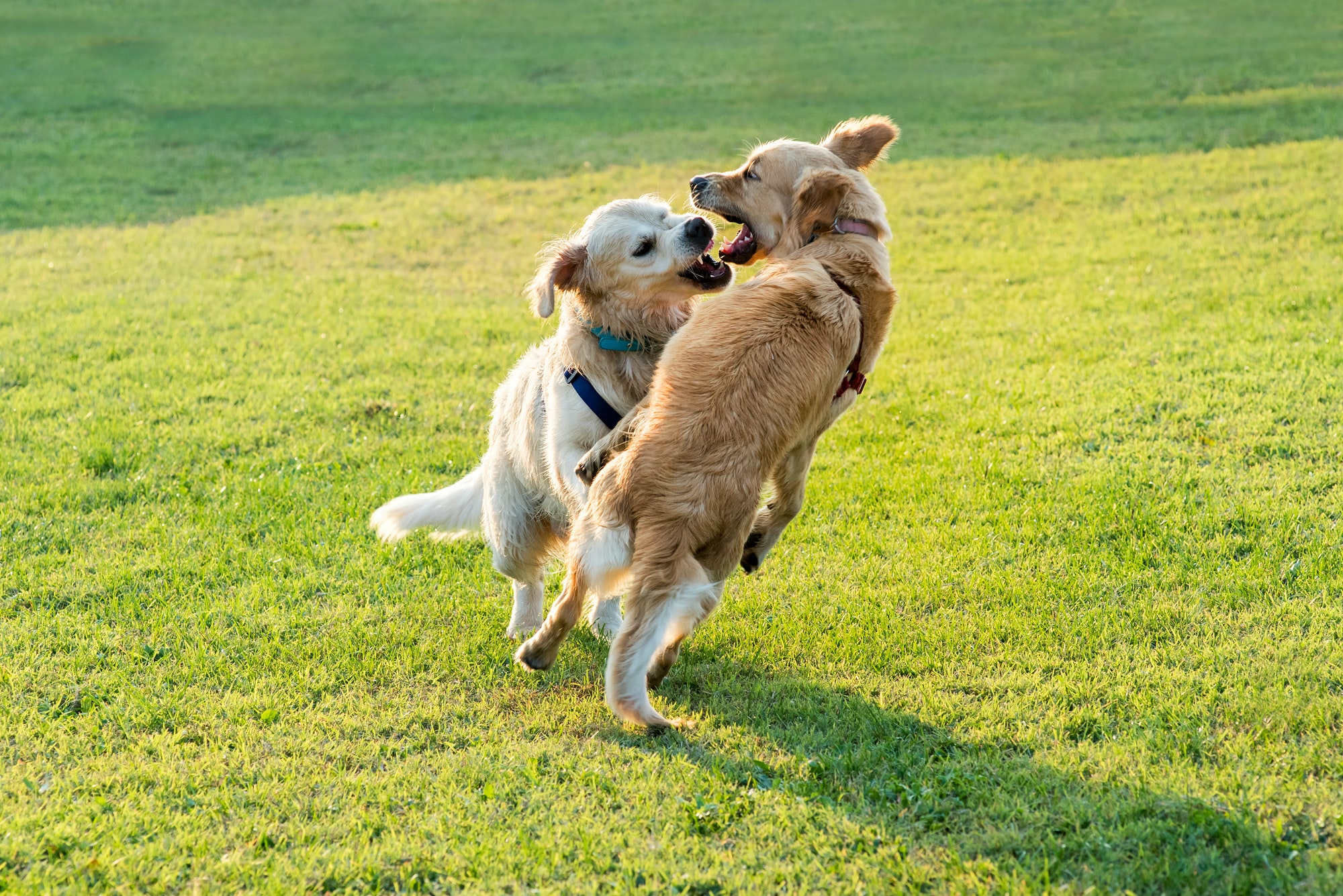 כלבים משחקים