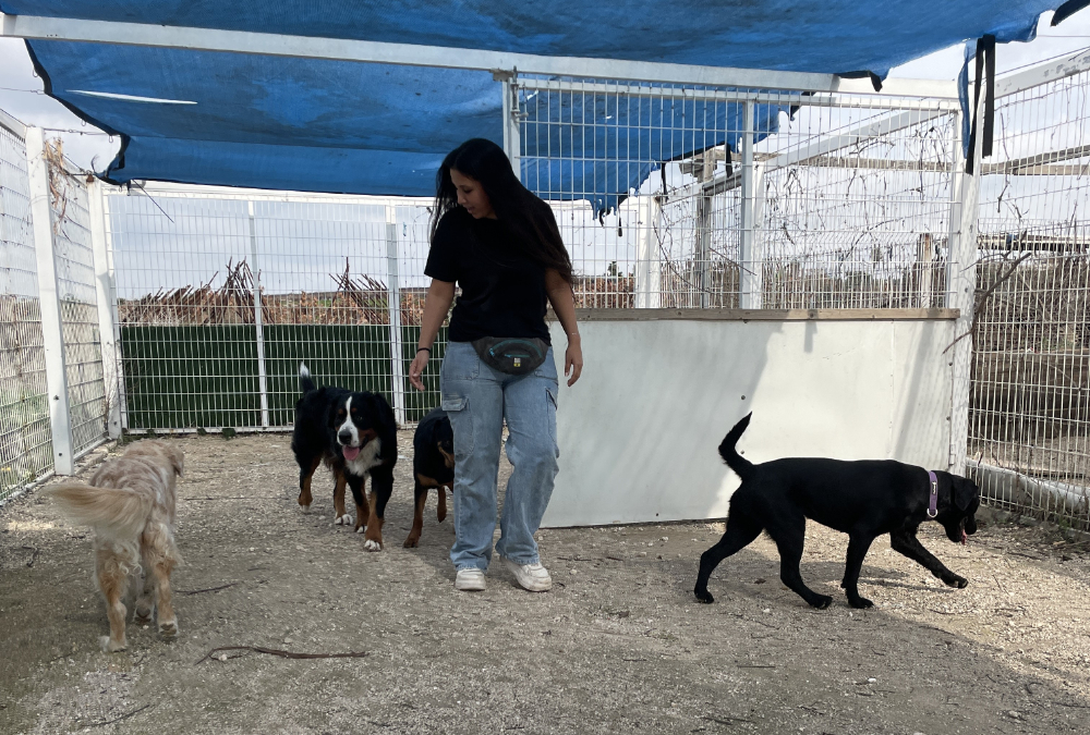 קליניקה לכלבנים טיפוליים