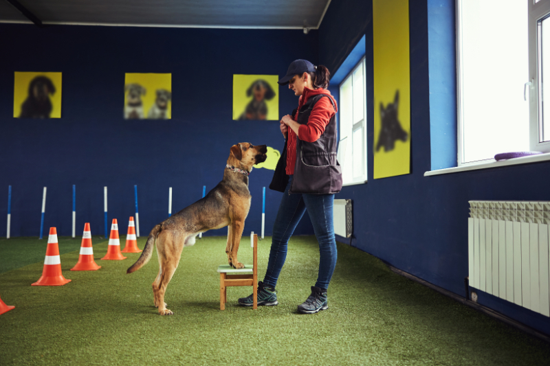 מתחמים למאלפים להשכרה